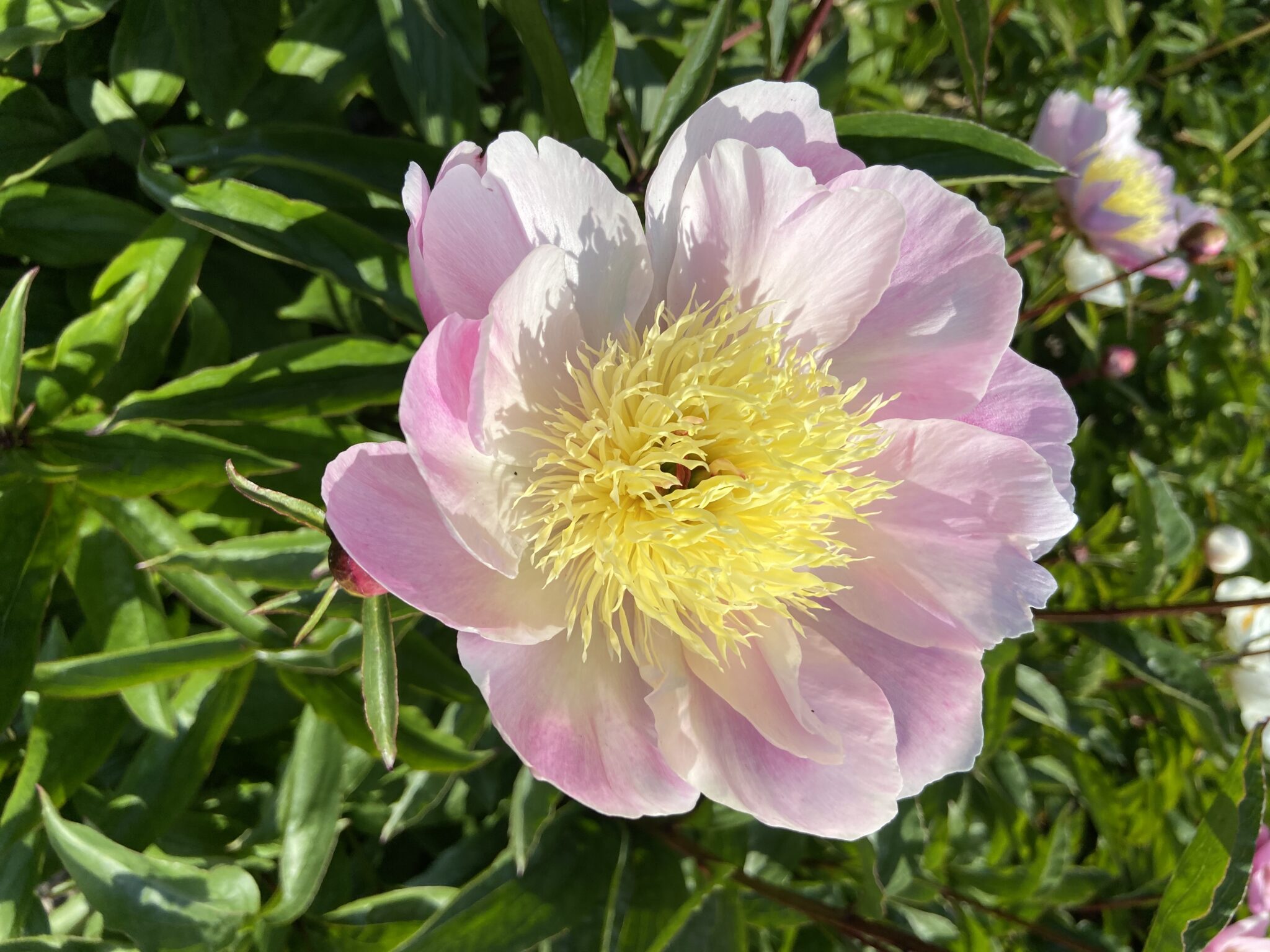 Paeonia Bowl of Beauty