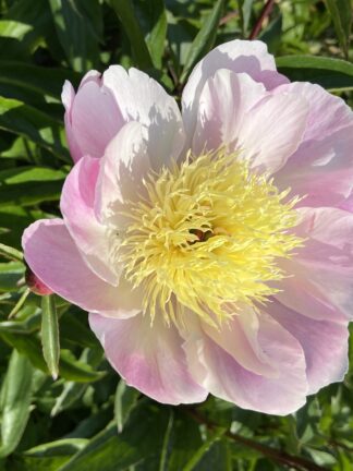 Paeonia Bowl of Beauty - bag