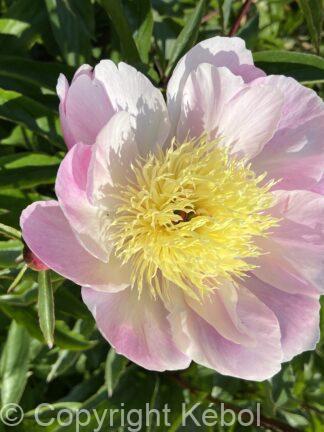 Paeonia Bowl of Beauty - bag