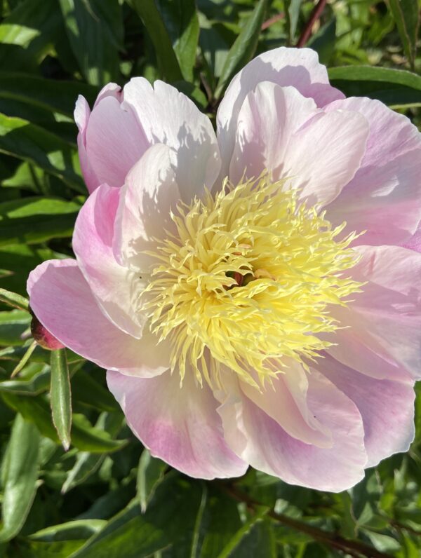 Paeonia Bowl of Beauty - bag