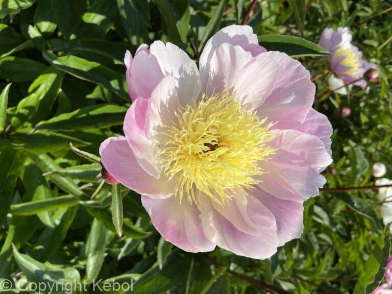 Paeonia Bowl of Beauty