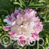 Paeonia Candy Stripe