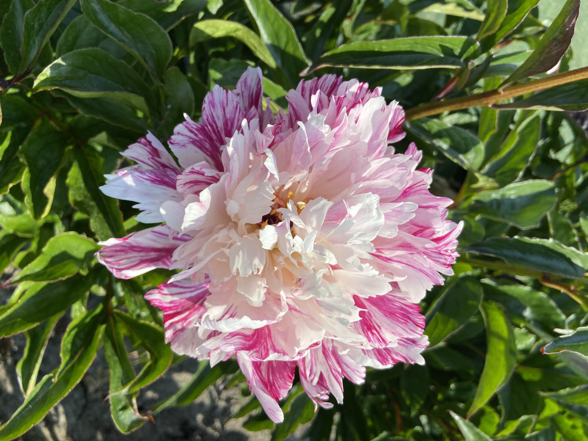 Paeonia Candy Stripe