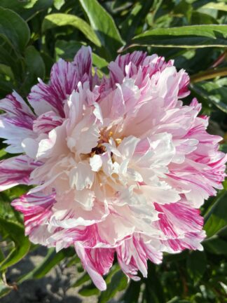 Paeonia Candy Stripe - bag