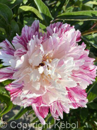 Paeonia Candy Stripe - bag