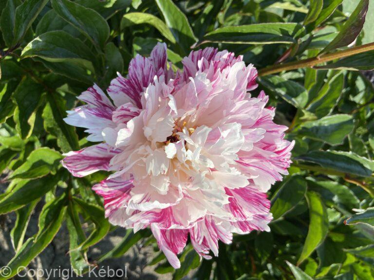 Paeonia Candy Stripe