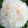 Paeonia Carl G. Klehm