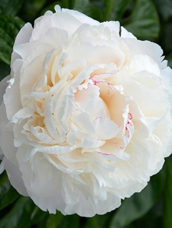 Paeonia Carl G. Klehm - case