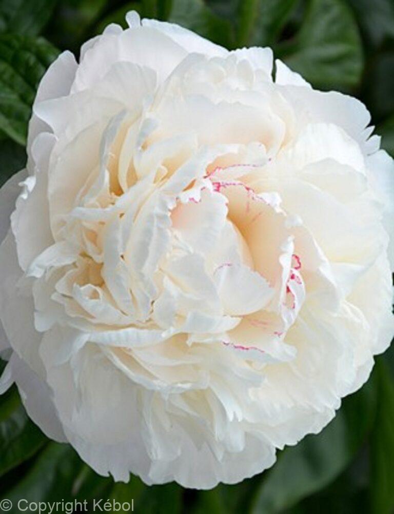 Paeonia lactiflora (D) Carl G. Klehm - Bag