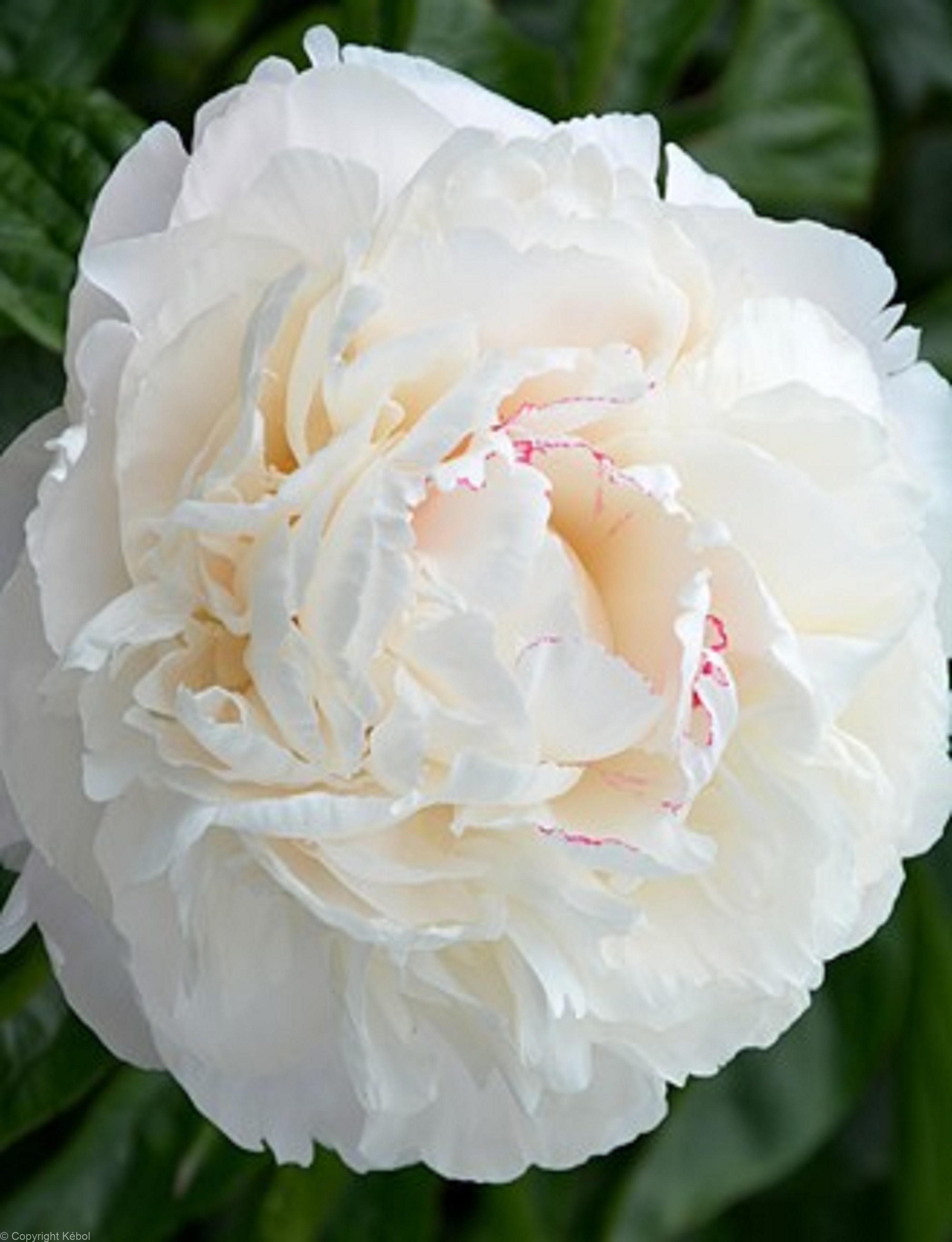 Paeonia lactiflora (D) Carl G. Klehm - Bag