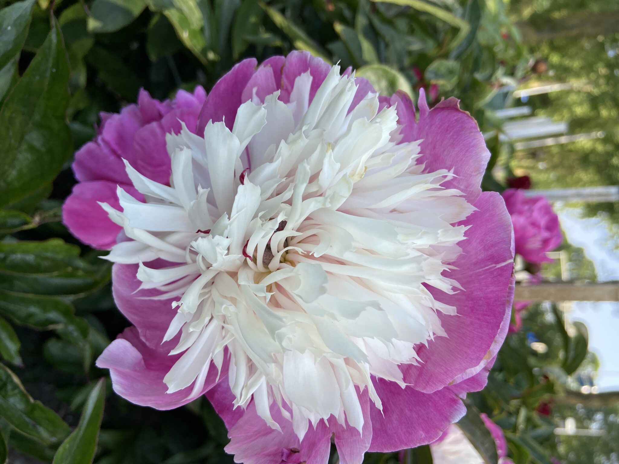 Paeonia Celebrity