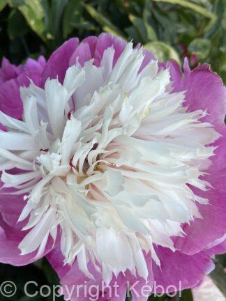 Paeonia Celebrity - bag