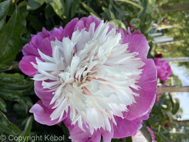 Paeonia Celebrity