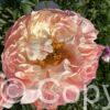 Paeonia Coral Charm