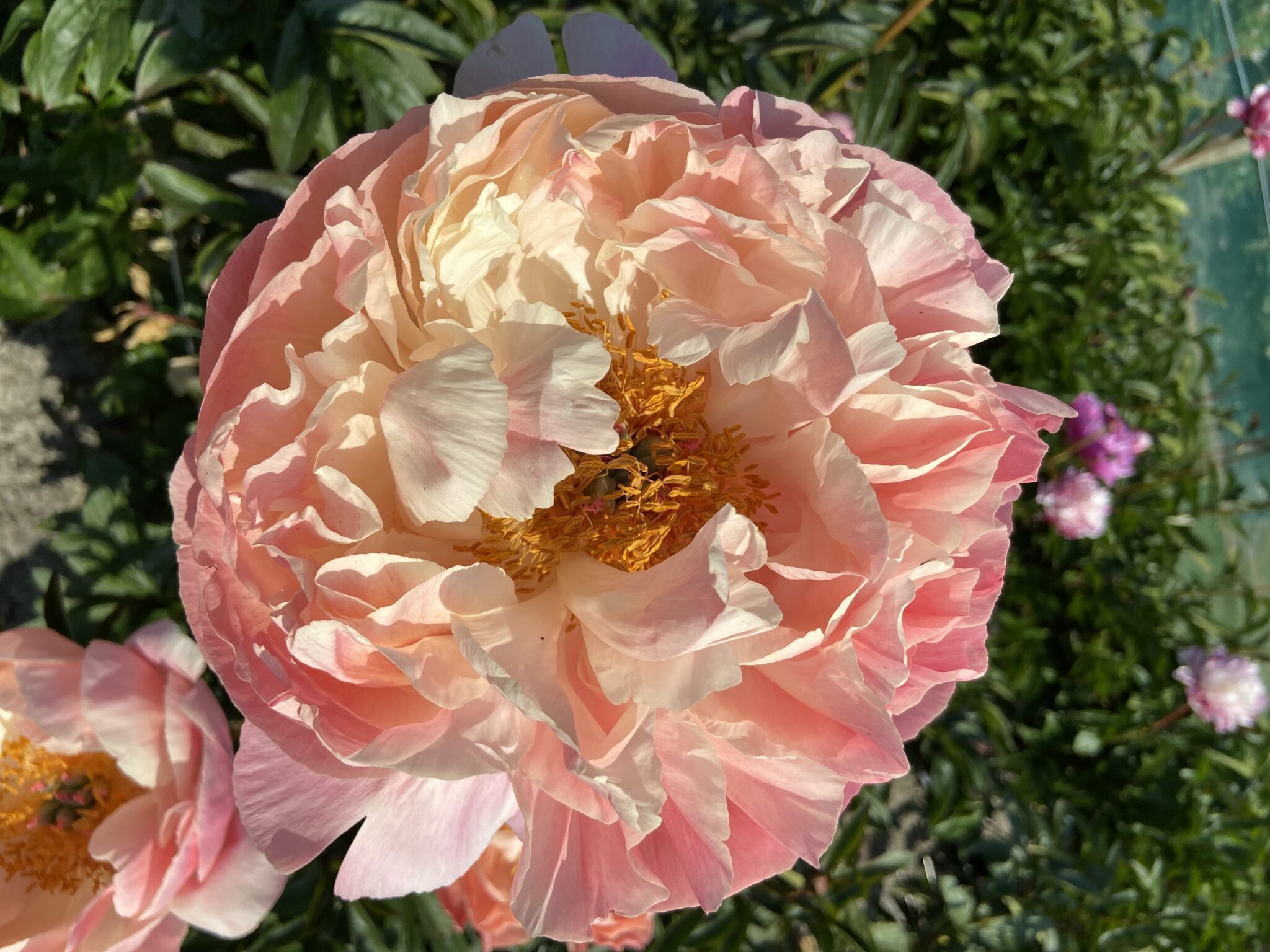 Paeonia Coral Charm