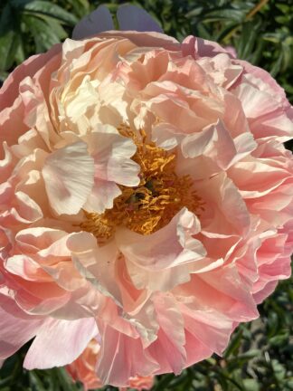Paeonia Coral Charm - bag