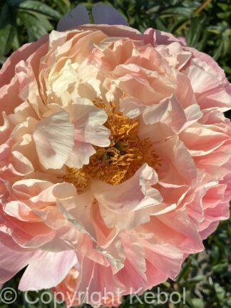 Paeonia Coral Charm - bag