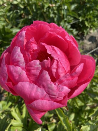 Paeonia Cytherea - bag