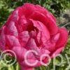 Paeonia Coral Magic