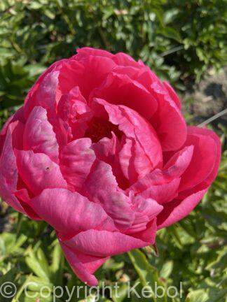 Paeonia lactiflora (D) Cytherea - Bag