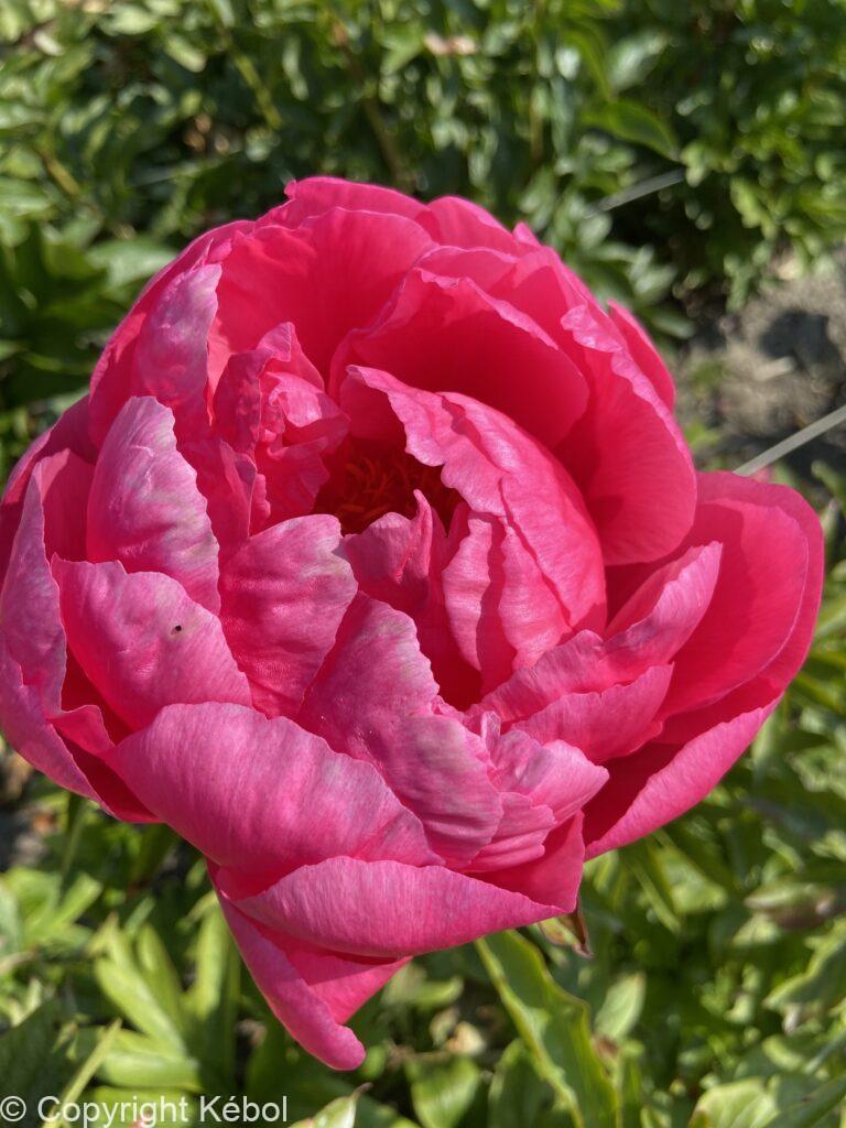 Paeonia lactiflora (D) Cytherea - Bag