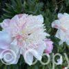 Paeonia Do Tell