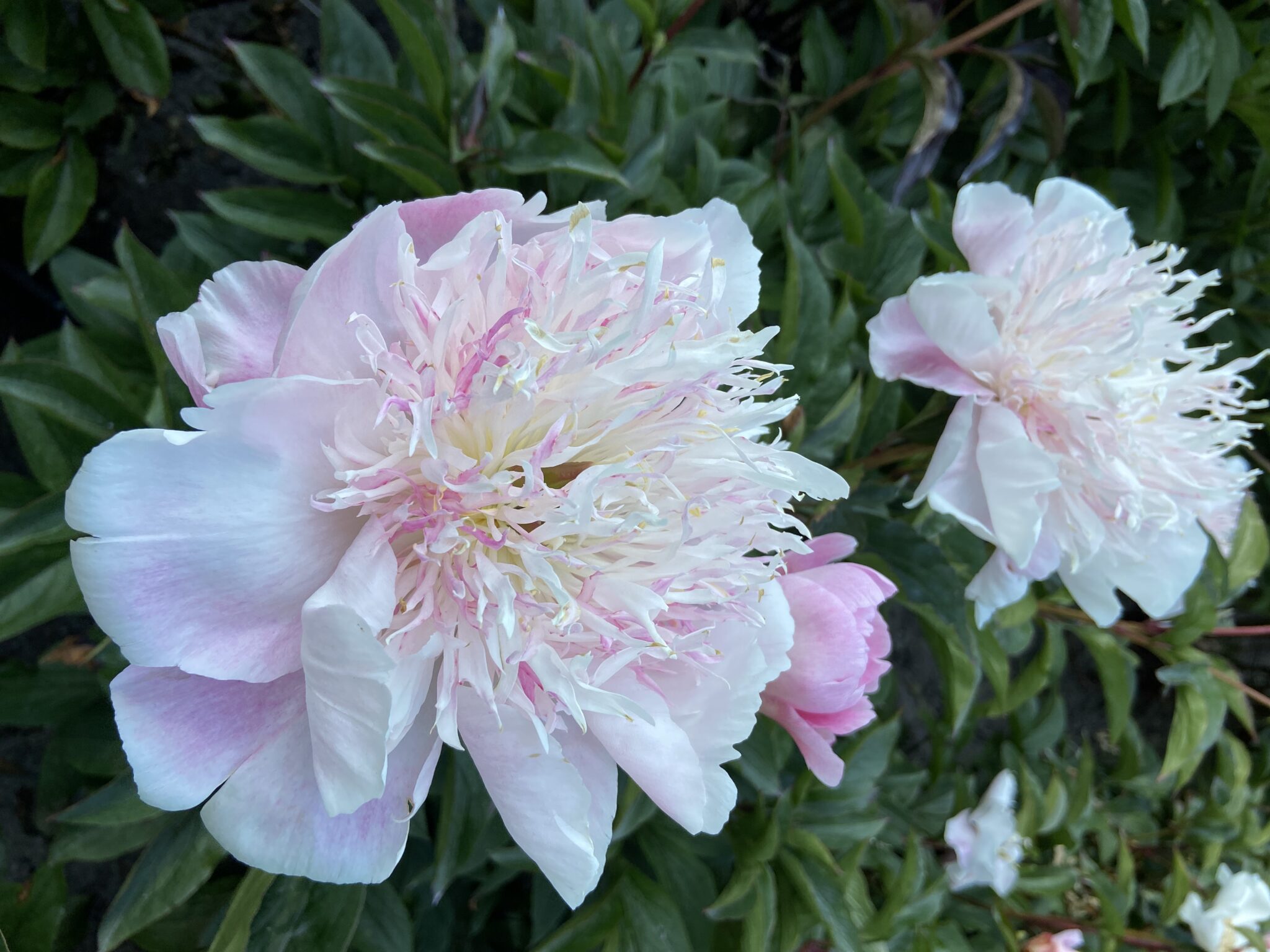 Paeonia Do Tell