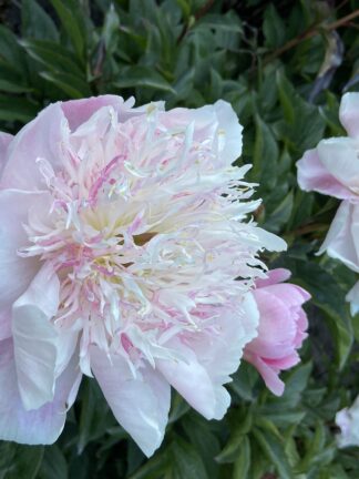 Paeonia Do Tell - bag
