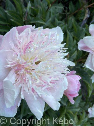 Paeonia Do Tell - bag