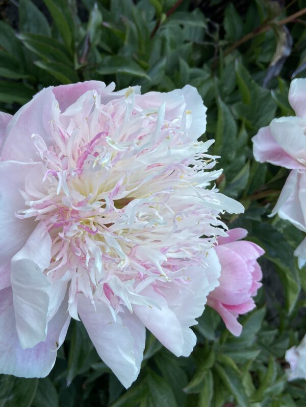 Paeonia Do Tell - bag