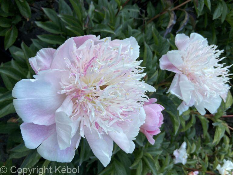 Paeonia Do Tell