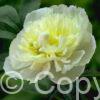 Paeonia Duchesse de Nemours
