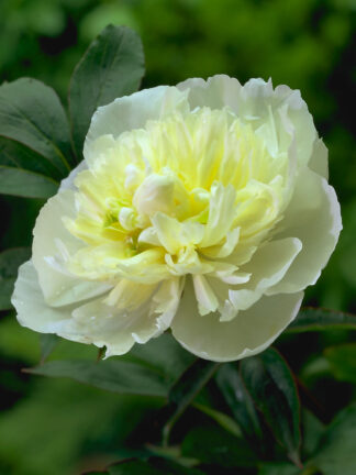 Paeonia Duchesse de Nemours - bag