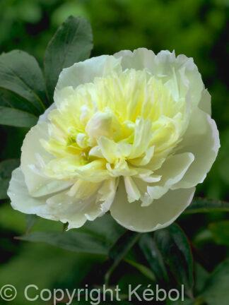 Paeonia Duchesse de Nemours - bag