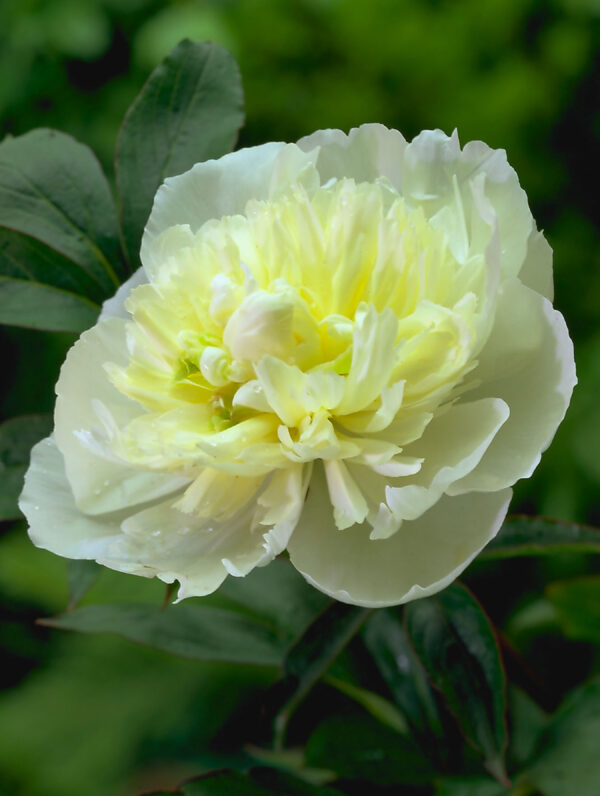 Paeonia Duchesse de Nemours - case