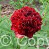 Paeonia Elize Lundy