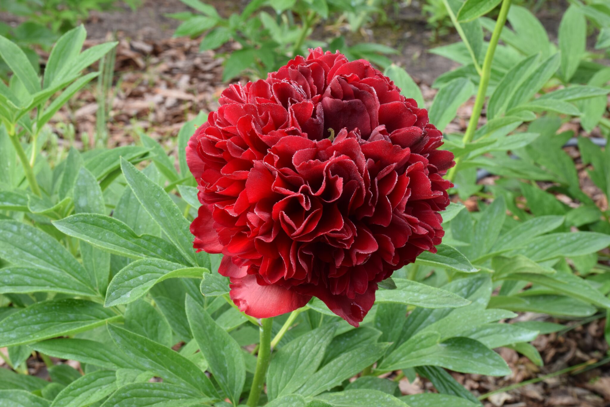 Paeonia Elize Lundy
