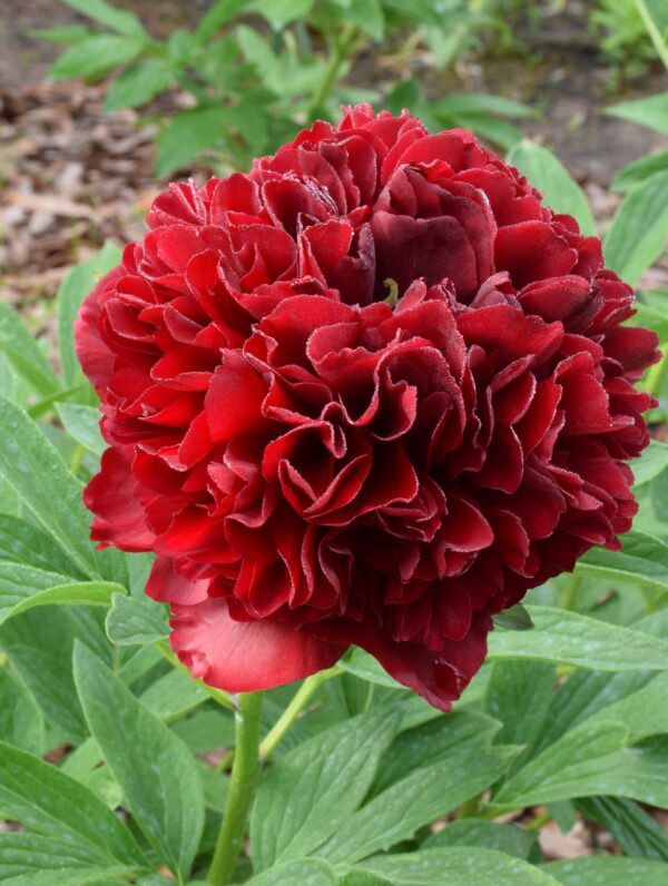Paeonia Elize Lundy