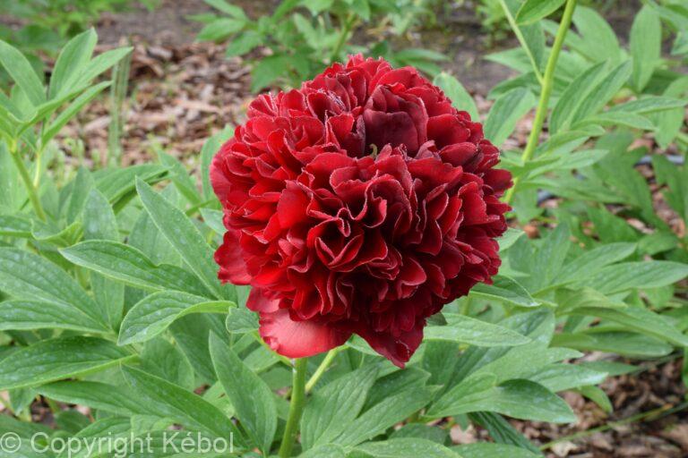 Paeonia Elize Lundy