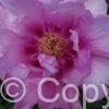 Paeonia First Arrival