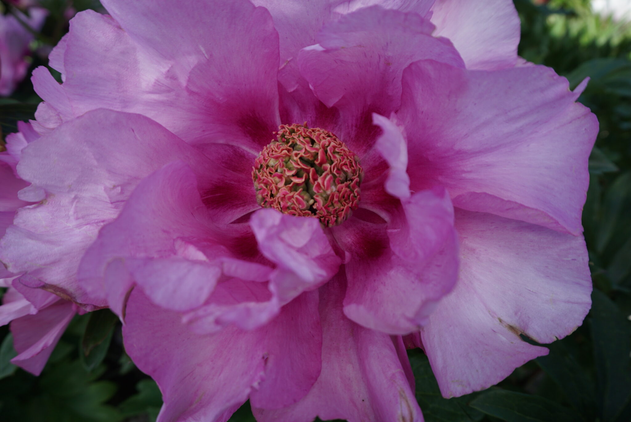 Paeonia First Arrival