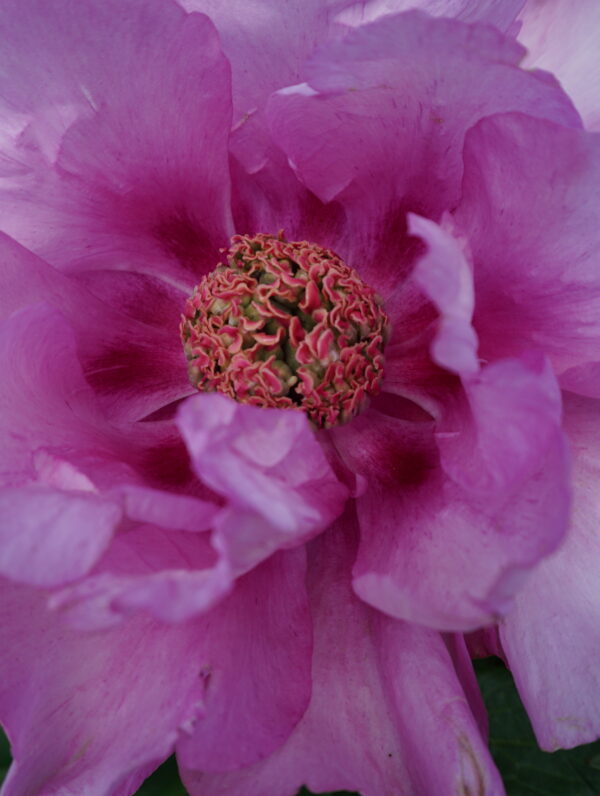 Paeonia First Arrival - case