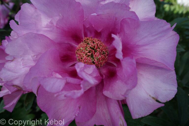 Paeonia First Arrival