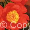 Paeonia lactiflora (S) Flame - Bag