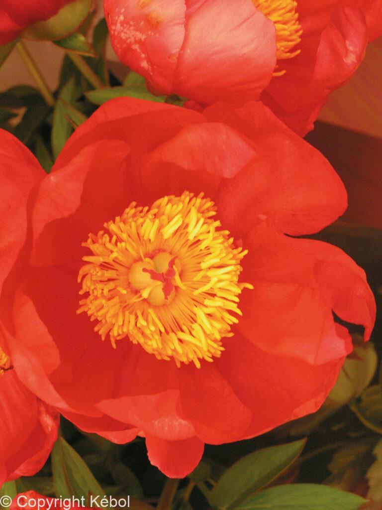 Paeonia lactiflora (S) Flame - Bag
