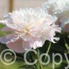 Paeonia Gardenia