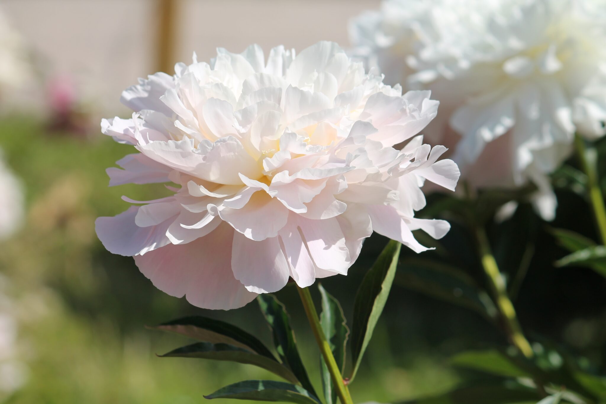 Paeonia Gardenia