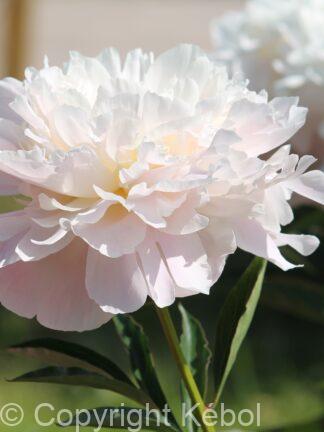 Paeonia Gardenia - bag