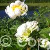 Paeonia Green Halo