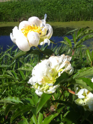 Paeonia Green Halo - bag